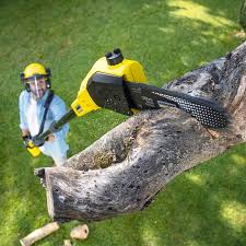 Best Storm Damage Tree Cleanup  in Watertown, NY