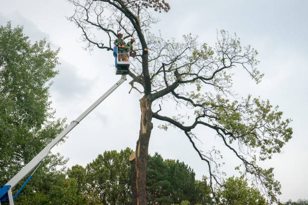 Best Tree Maintenance Programs  in Watertown, NY