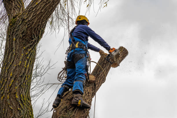 Best Tree Maintenance Programs  in Watertown, NY