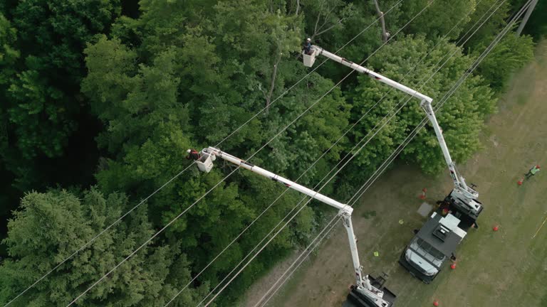Watertown, NY Tree Removal Company