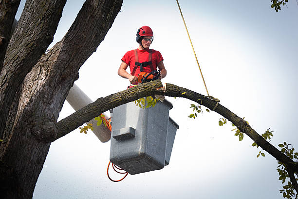 Best Arborist Consultation Services  in Watertown, NY