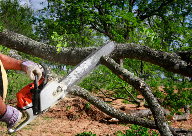 How Our Tree Care Process Works  in  Watertown, NY