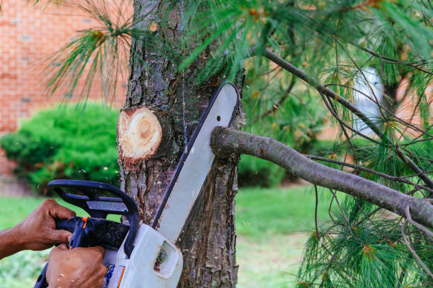 How Our Tree Care Process Works  in  Watertown, NY